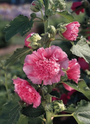 Picture of Hollyhock - Chater's Rose Pink